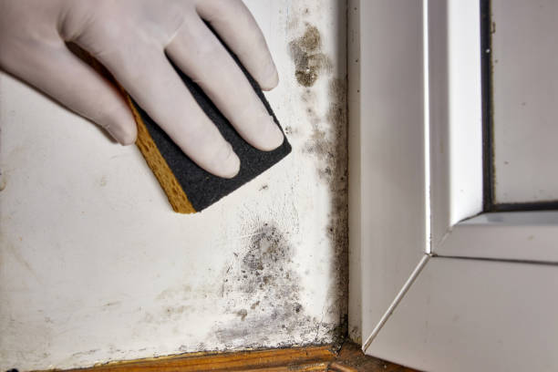 Best Commercial Mold Inspection  in Pendleton, IN